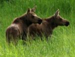 Kenai Moose Calves
